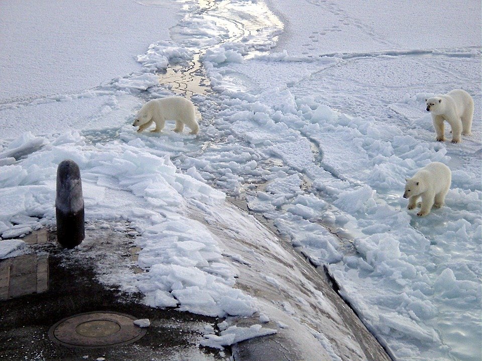 Arctic Circle_North Pole_Polar Bears_PD